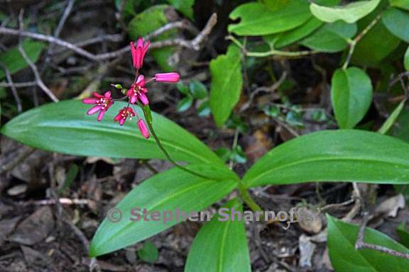 clintonia andrewsiana 3 graphic